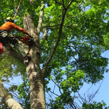 Tree Services