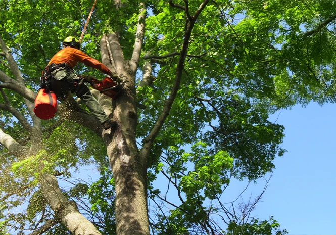 Tree Services